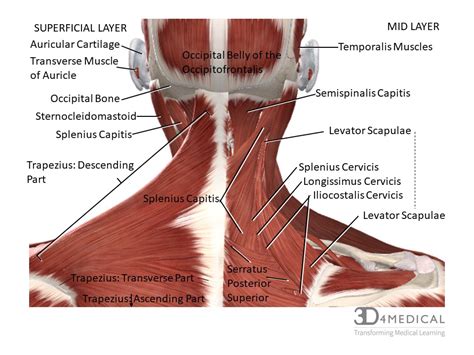 Head and neck Regions and anatomy Kenhub