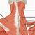 Posterior Neck Muscle Anatomy
