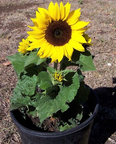 Pot untuk Bunga Matahari