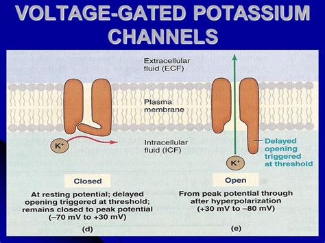 Potassium Channel