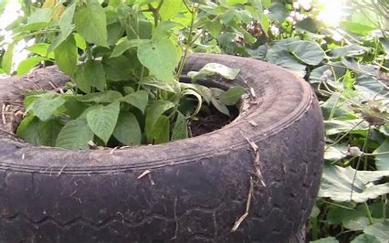 Potato Planting In Tires