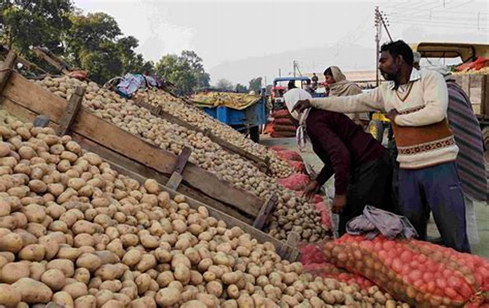 Potato farms in India