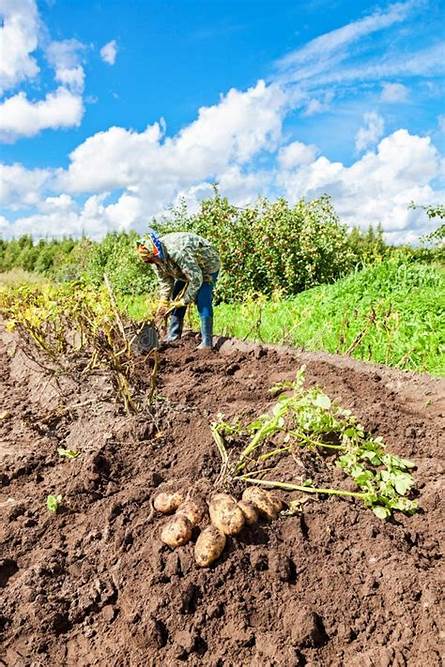 Potato fields in Russia