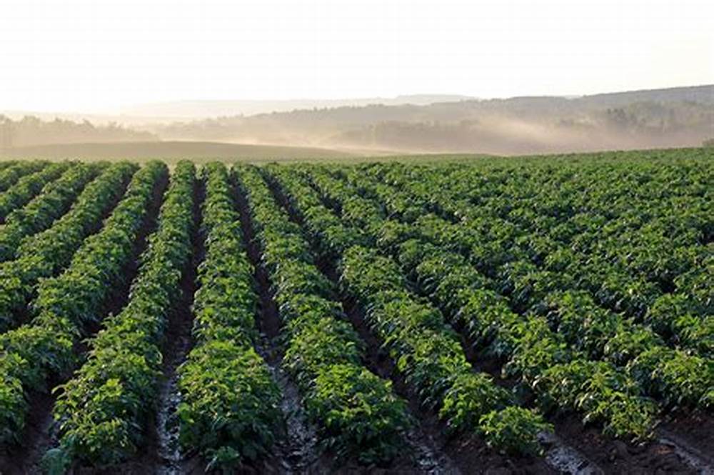 Potato fields in US
