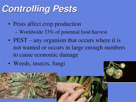 Potential Challenges and Pests