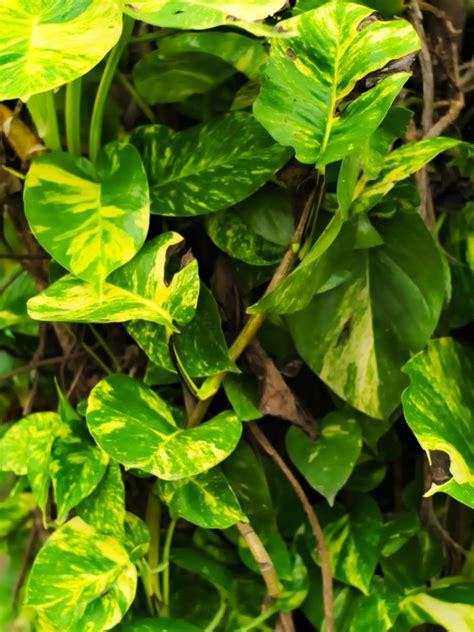 Growing Pothos Outdoors Tips For Planting Pothos In The Garden