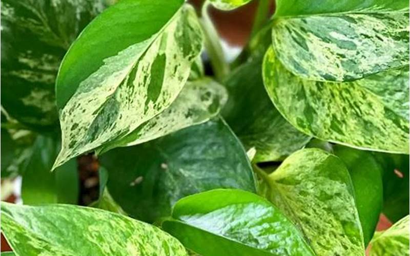 Pothos: A Hardy, Versatile Plant