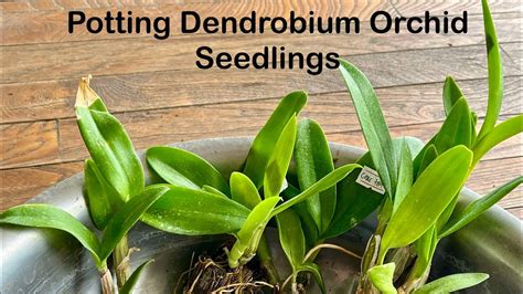 Potting A Dendrobium