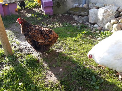 Rénovation Transformation Restauration Maison: Capillariose du jabot