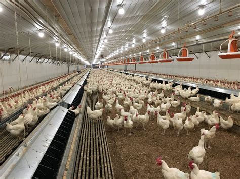 Poultry Farm Business In Usa