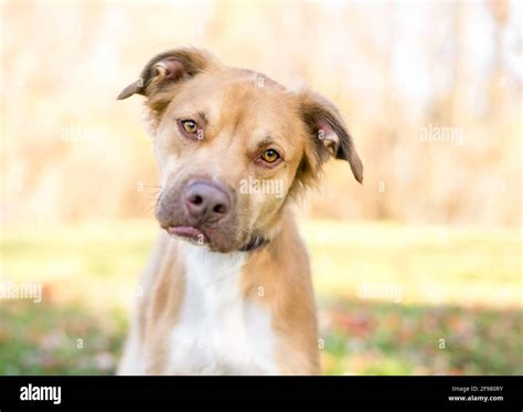 Pouting Dog