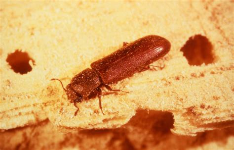 Powderpost Beetles: Fine Dust Producers