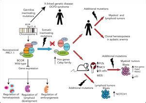 Practical Application: How to Use BCOR Effectively