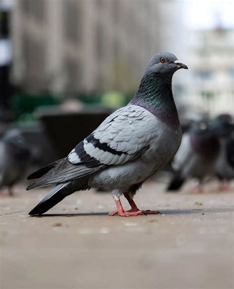 Practical Applications: Bird Safety