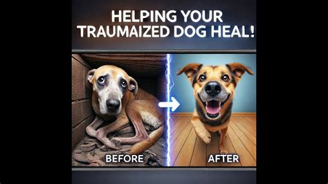 Practical Steps for Helping Your Traumatized Dog