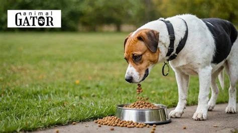 Practical Tips for Choosing The Best Dog Food
