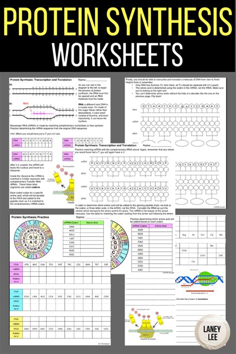 Practice Protein Synthesis Worksheet