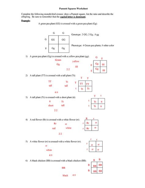 Practice Monohybrid Crosses Worksheet Answers