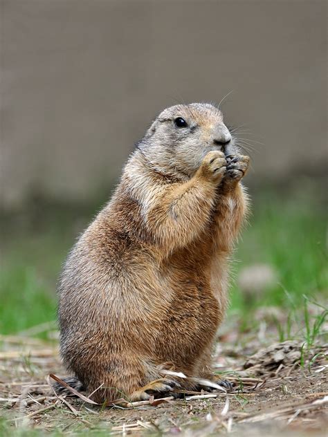 Prairie Dog Image
