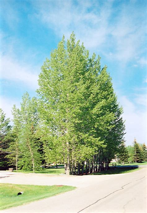 Prairie Sky Poplar