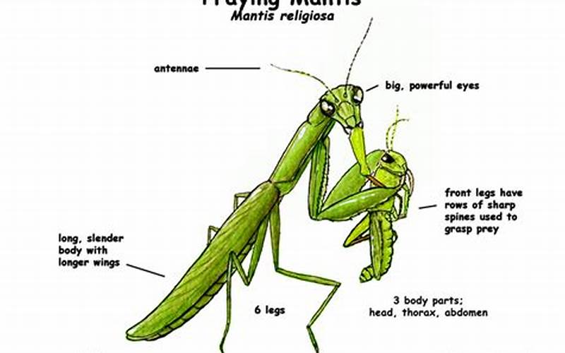 Praying Mantis Anatomy