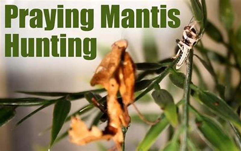 Praying Mantis Hunting