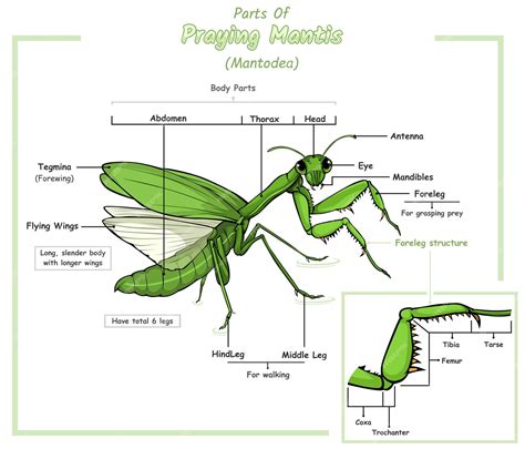 Praying Mantis Anatomy