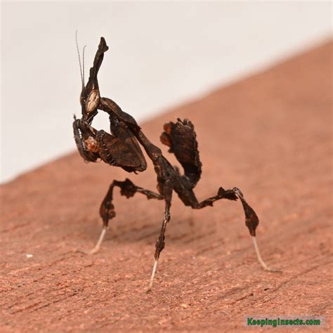 Praying Mantis Ghost