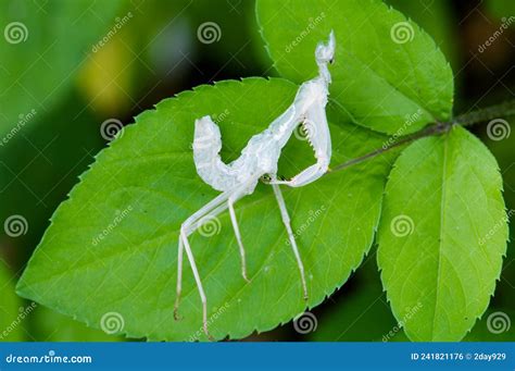 The Art of Metamorphosis: Unveiling the Exquisite Beauty of Praying Mantis Shed Skin