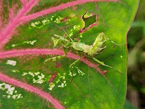 Praying Mantis and XE Group