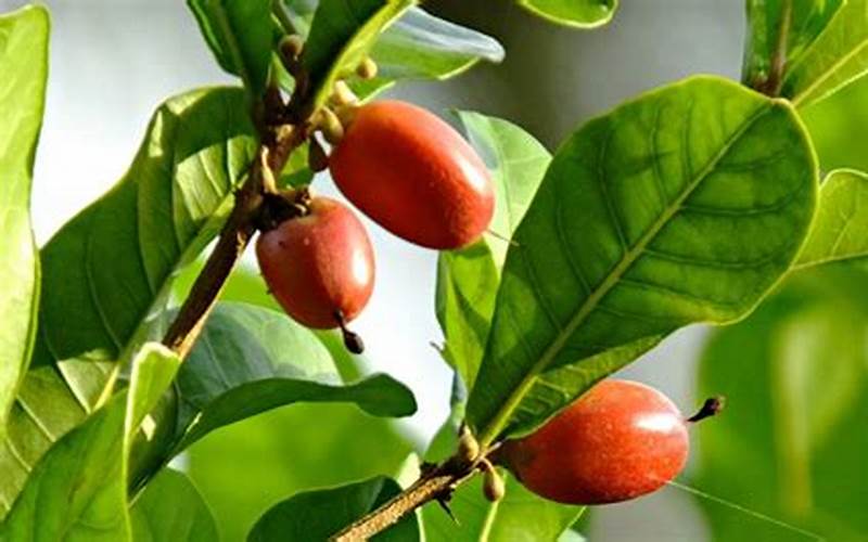Precautions And Side Effects Of Miracle Berry