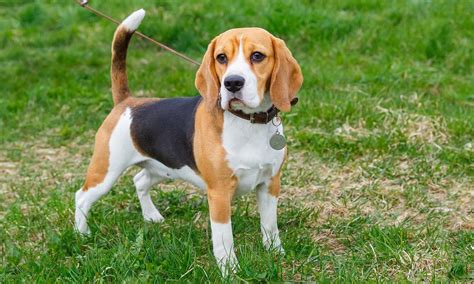 Beagle precio, información, características del perro, cachorros y más