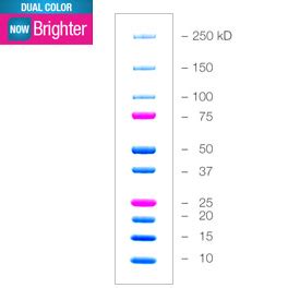 Precision Plus Dual Color Protein Ladder