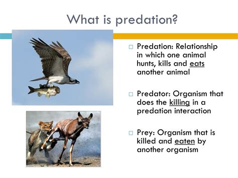 Predator-prey relationship in ecosystem