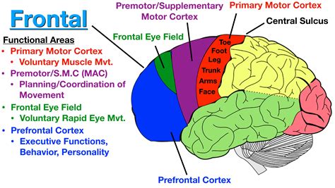 Prefrontal cortex