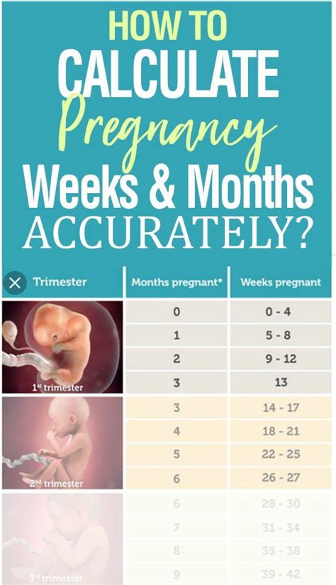 Pregnancy Calculator Week By Week