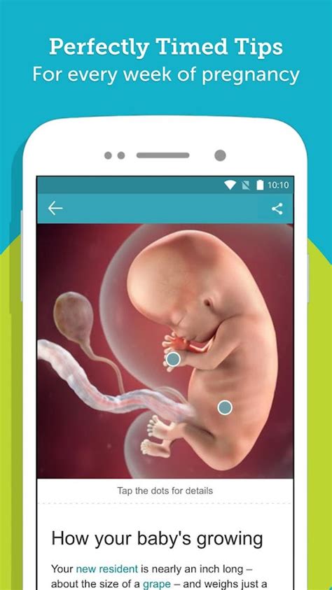 Pregnancy Tracker & Baby Development Countdown