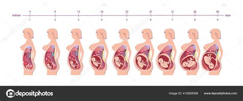 Normal Pregnancy Female Anatomy. Anatomy Medical
