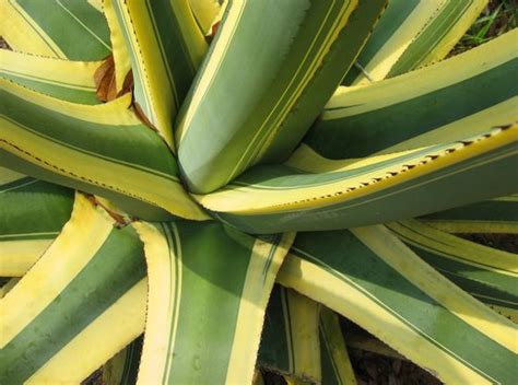 Premium Agave Choices