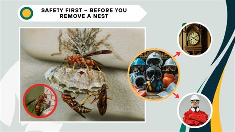 Preparation is Key: Safety First Before Nest Removal