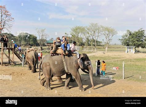 Prepare Elephant Safari