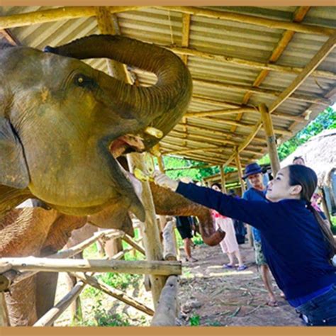 Prepare Elephant Tour