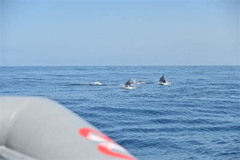 Prepare For Dolphin Watching