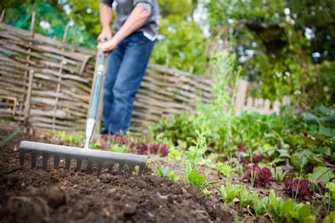 Essential Gardening Tips for Home