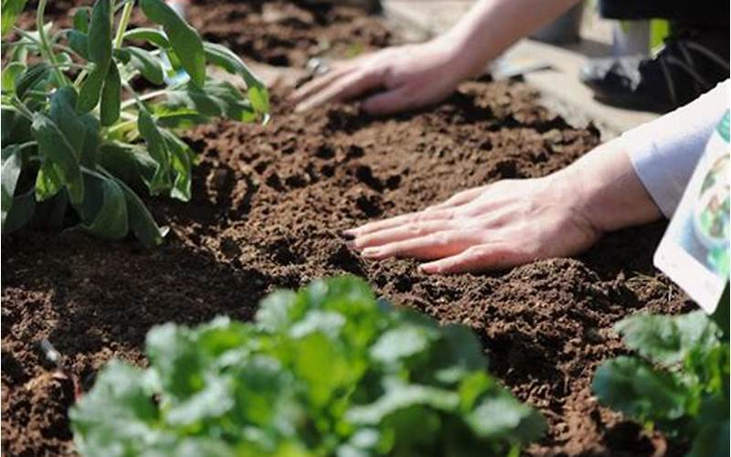 Preparing Soil For Peas