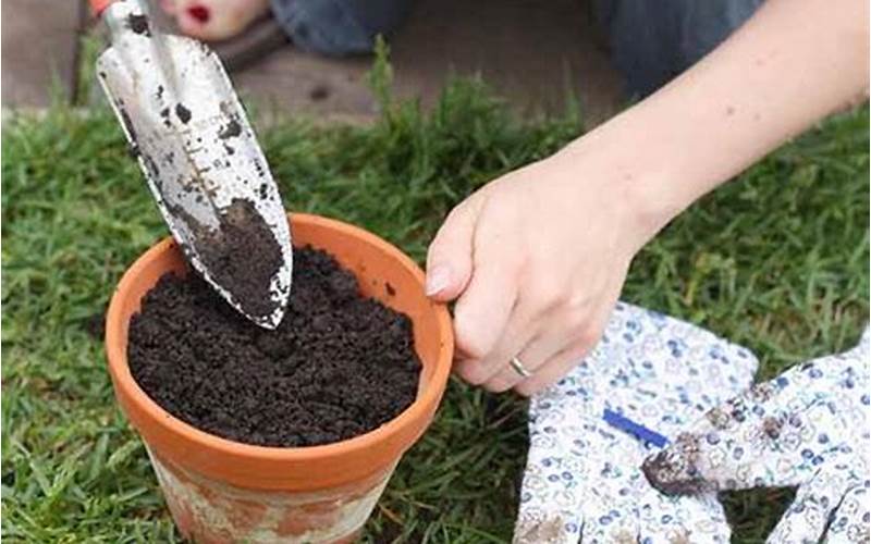 Preparing The Soil For Fuchsia