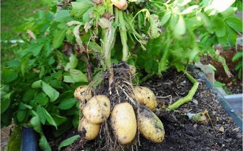 Preparing The Soil For Planting Yukon Gold Potatoes