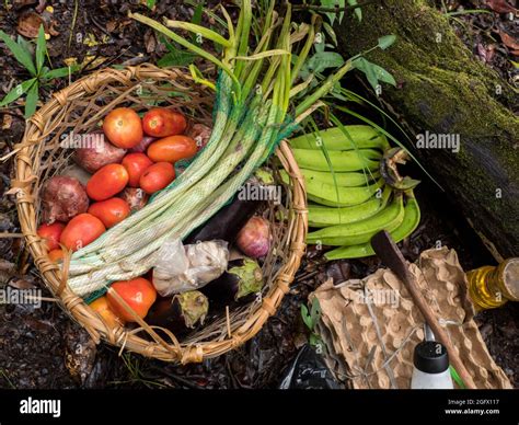 Preparing Amazon Food