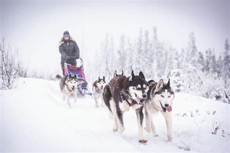 Preparing Dog Sledding