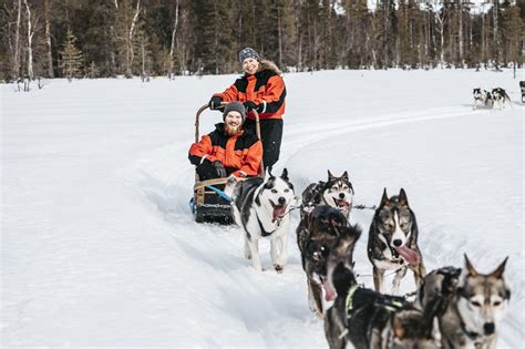Preparing For Husky Safari